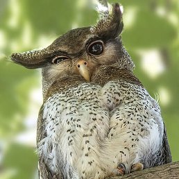 �������, ������, 54 ����