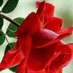 �������, ���������, 71 ���