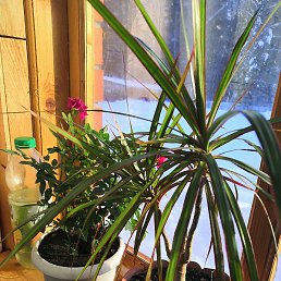 �������, �����, 44 ����