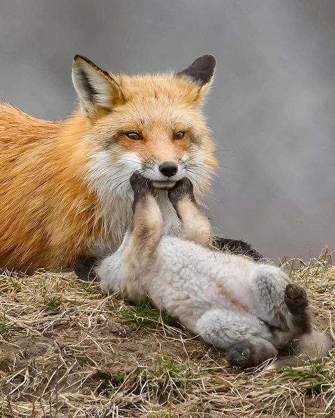 :) Фотограф Карл Рамсделл поймал в объектив такие драгоценные моменты лисьей нежности.