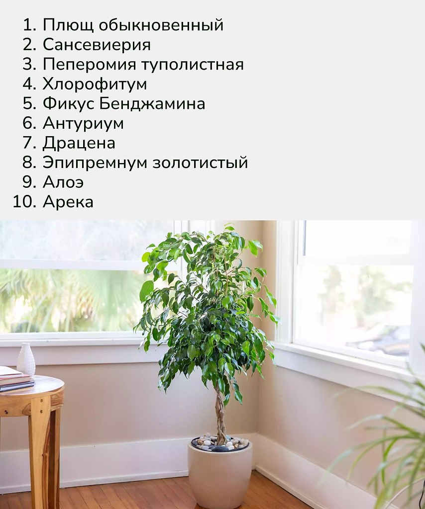 Живые цветы не только украшают интерьер, но и становятся естественной защитой для здоровья.Иногда ... - 3