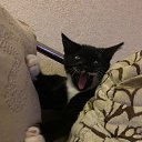 Catsy ^^