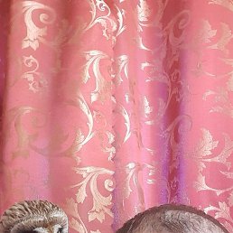 �������, �������, 44 ����