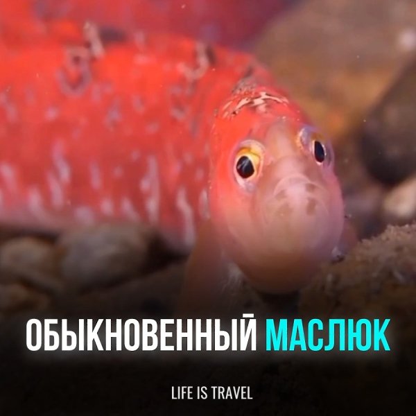 Этот вид рыбы из семейства маслюковых, отряда окунеобразных, обитает в прохладных водах Северной ...