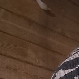 �����, ������, 43 ����