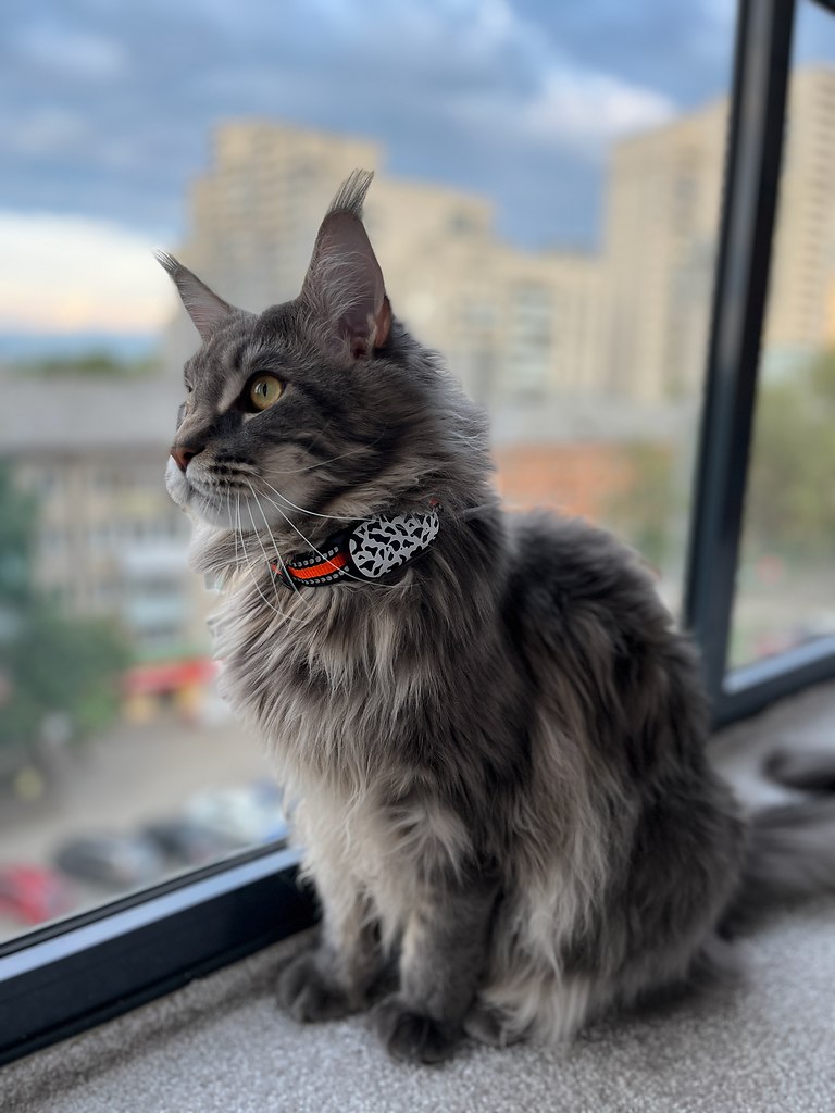      ?  Petsee   ,  .   ,     ...