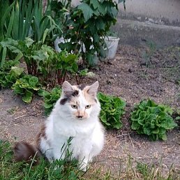 �����, �����-���������, 52 ����