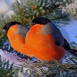 �������, ������, 74 ����