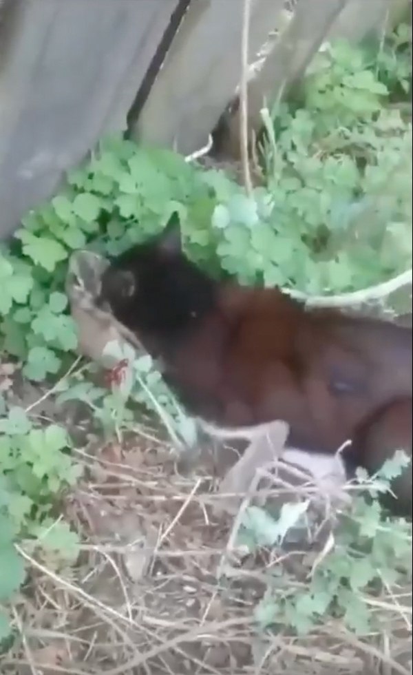 Моя кошка мышей-то не ловит, а тут целого зайца поймала!