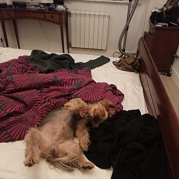 Gvidon, ������, 33 ����