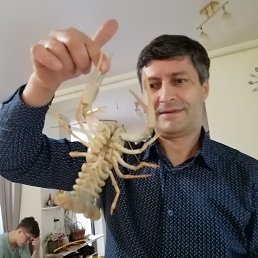 , 56, 