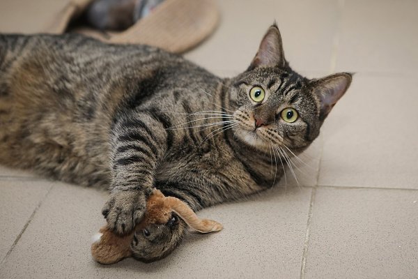 �����-���������.� ������ ����� ����� �������������� ���������!��������� ���������� ��������� ����. ... - 4