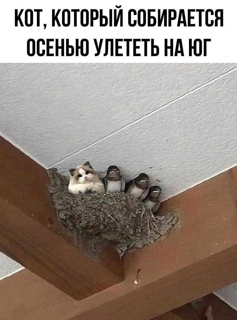  ,   !   