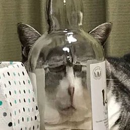 ��������, ������, 22 ����