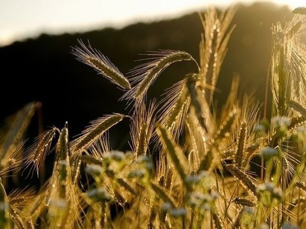 Анна и Савва Скирдники.10 сентября отмечается христианский праздник Анна и Савва Скирдники. ...