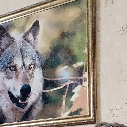 ���, �����������, 49 ���