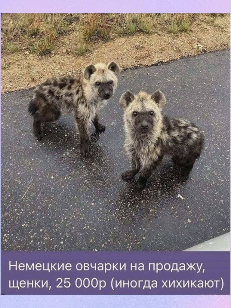 ��� �� �����������, ����� �� ������ �������