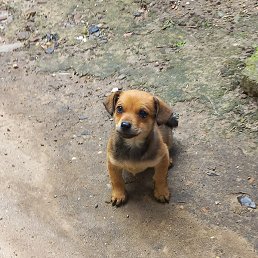 ������, ���������, 39 ���