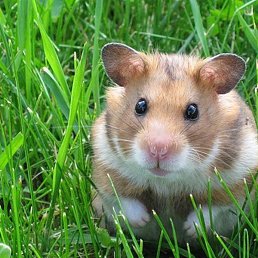 ������, ������, 41 ���