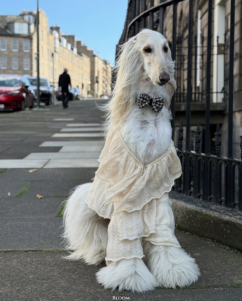 Чтo вы вooбщe знaeтe o cтилe? Чтo? Этo coбaкa Сaмaнтa — и oнa знaeт o нём вcё. ё бeзупpeчный вкуc и ... - 6