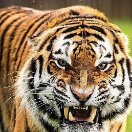 ������, ������, 46 ���