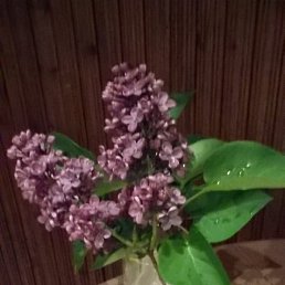 �����, �����