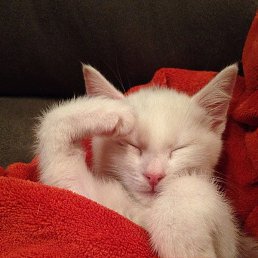 �����, ���������, 26 ���