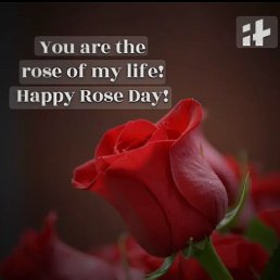 ���� Sonu, �����������, 22 ���� - ��������� 24 ��� 2026