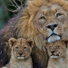 ������, ��������, 42 ����