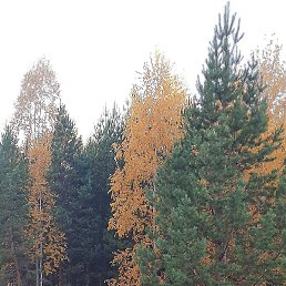 �������, ���������, 48 ���