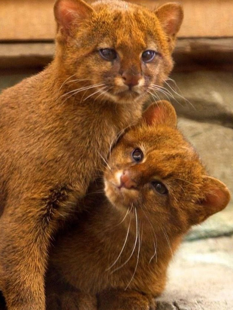 ��������� � ��������� ����� ���, ���� ��� ������� ��� ����� ������� � �����. ��������� ����, ... - 2