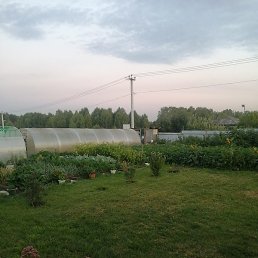 �������, �����������, 50 ���