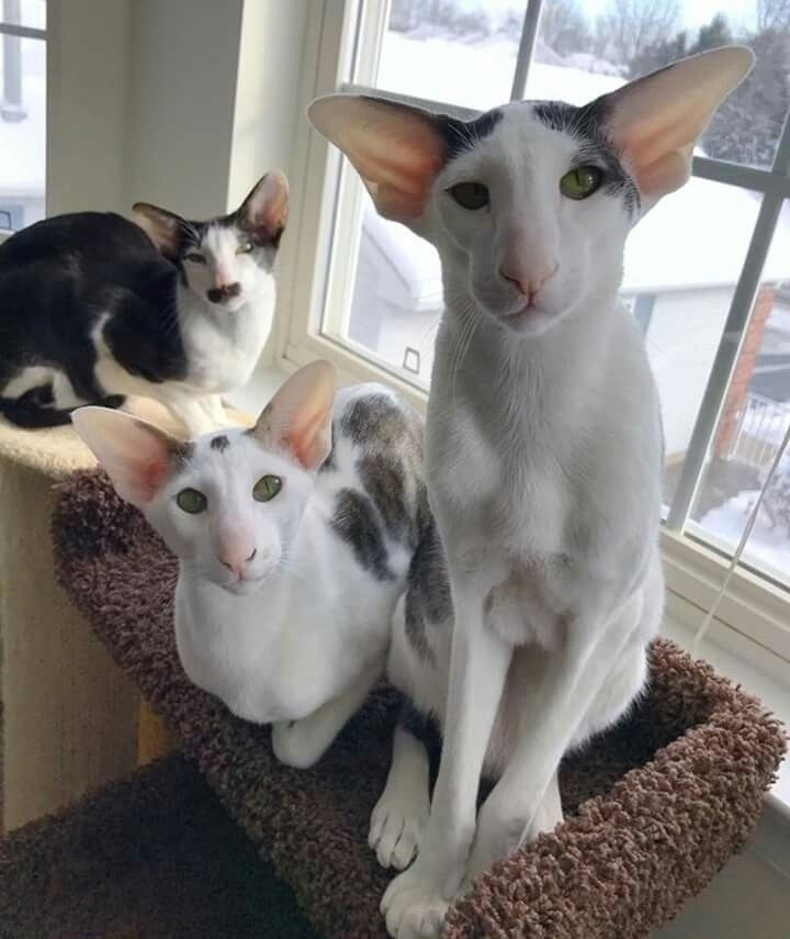 o-o  , oo  o   ,   . - 4