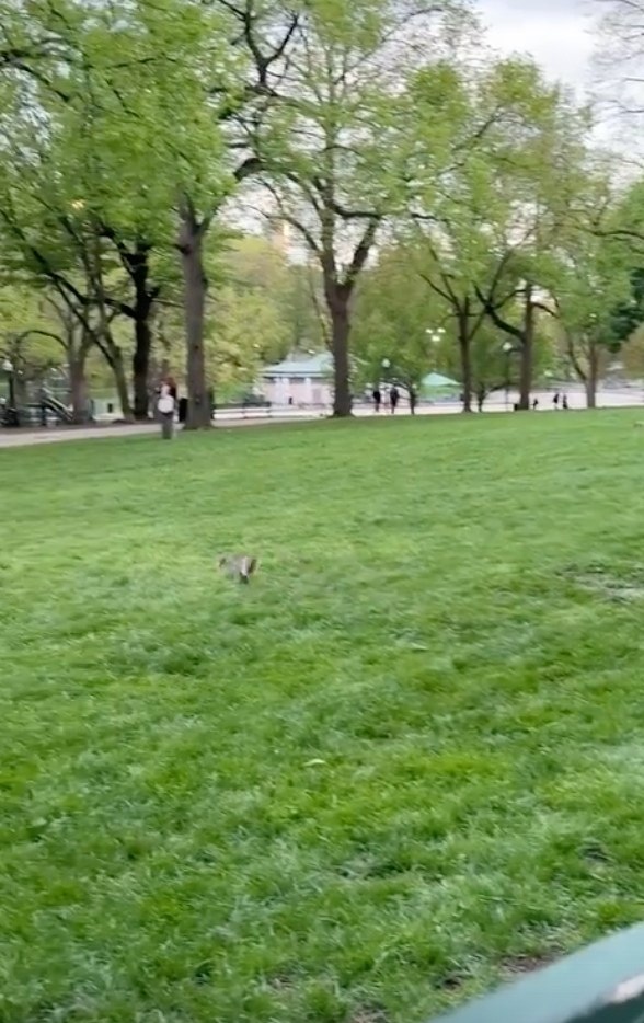 aoe cea o, e o pac ap! gratplant - 2