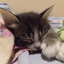 ���� ���, �������, 33 ���� - ��������� 15 ������� 2023