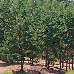 ������, ����-���, 46 ���