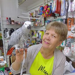 ���, ����������, 66 ���