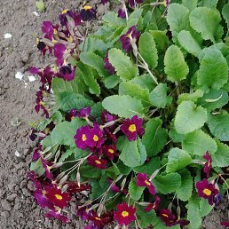 ������, ���������, 47 ���