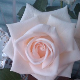 �������, ������, 38 ���