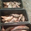 ���� ������ ���������, �������, 51 ��� - ��������� 26 ������ 2026