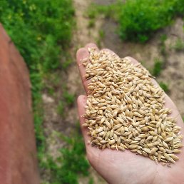 �����, �������