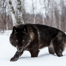 �������, ������, 37 ���