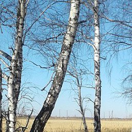 ���� ���������, �������� - ��������� 11 ������ 2026