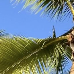 �����, ������, 37 ���