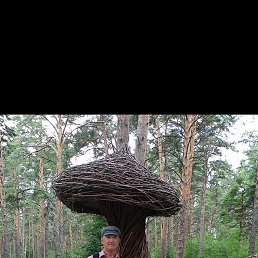 , 65, 