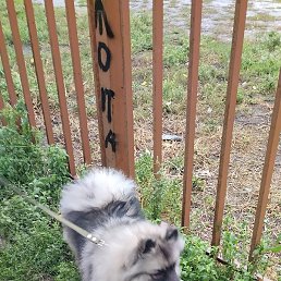 ���, ������, 61 ���