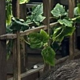 ������, ����, 50 ���