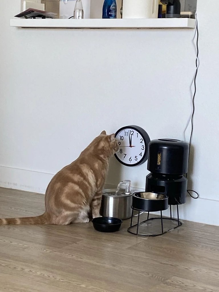   ,       ,      