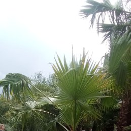 ���� �����, �����-���������, 52 ���� - ��������� 16 ������� 2025