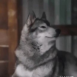 S, �����, 36 ���